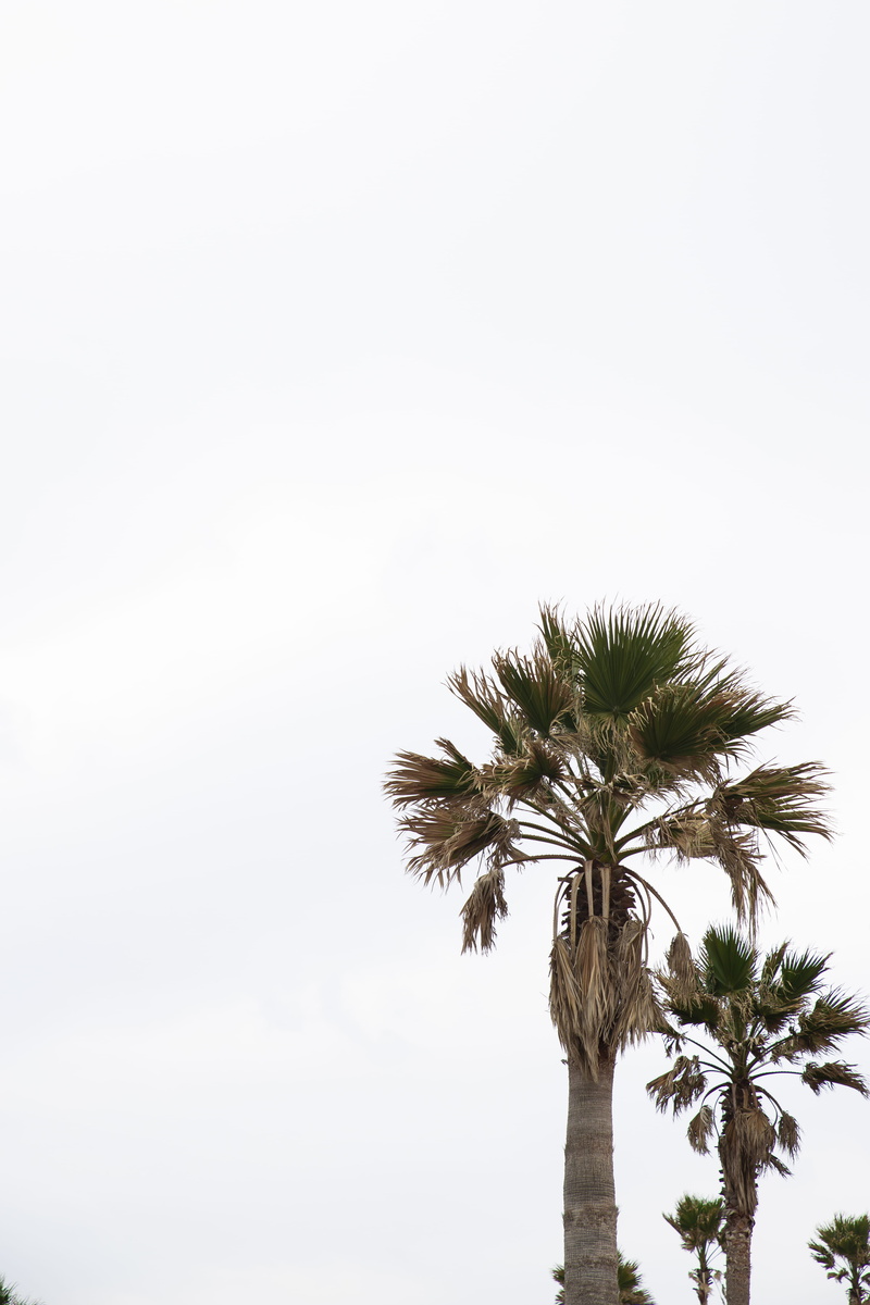 plant, architectural column, windmill, tree, tall - high, tropical tree, park, no people, jeju, tropical climate, 5K, nature, sunset, tree trunk, hill
