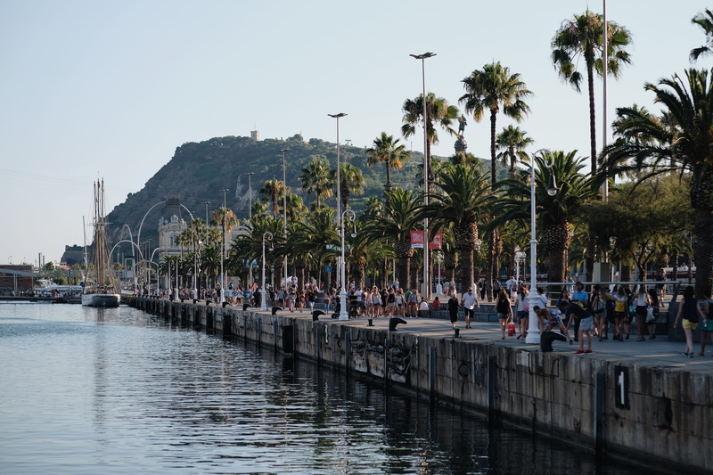 palm tree, architecture, water, trees, built structure, outdoors, tropical climate, tree, travel destinations, palm, nature, barcelona, lifestyles, waterfront