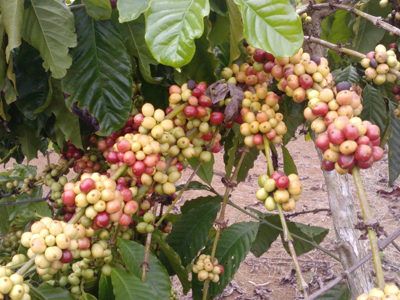 nature and landscapes, cofffe, kawe, coffee, buah, 2K, kopi