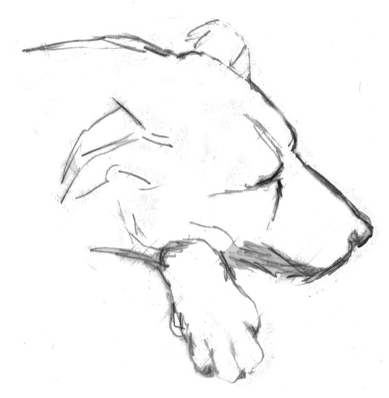 pet, isolated On White, pattern, obsolete, drawing - Art Product, ink, cut out, dog, sketch, black And White, sleep, paint, old-fashioned, creativity, victorian Style