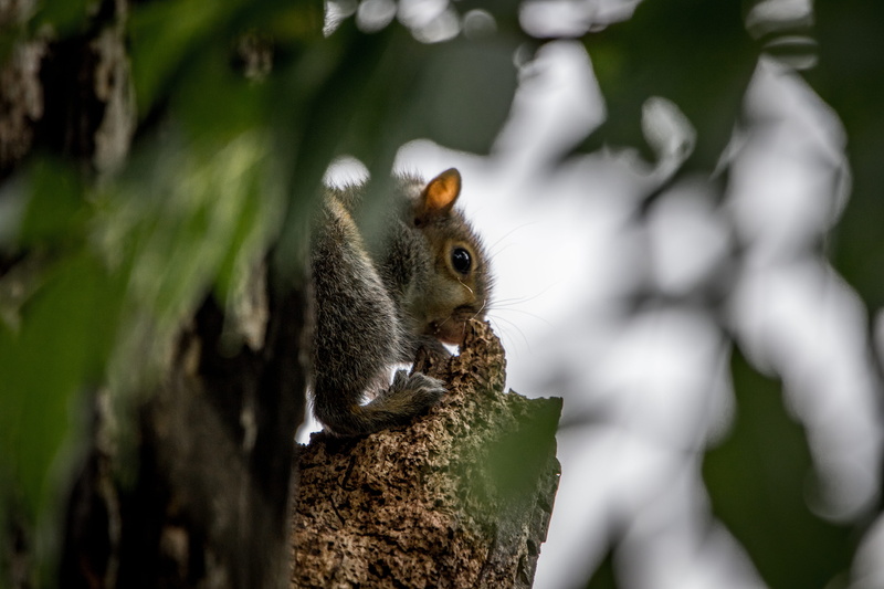 outdoors, animal, chipmunk, tree, gray, doctor, trunk, rock, plant, mammal, text, animals in the wild, 5K, tree trunk, no people, label, squirrel, rodent