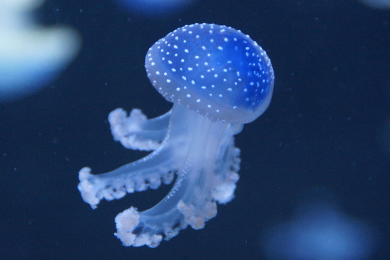 creature, fluoresce, underwater, dangerous, ocean, 5K, filigree, Mollusk, aquatic animal, fine, nettle, aquarium, swim, no people, Jellyfish, drive, marine