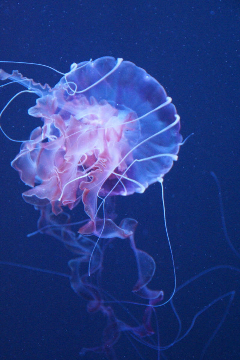 5K, aquarium, animal wildlife, swim, fluoresce, sea life, translucent, close-up, invertebrate, fine, meeresbewohner, nature, outdoors, transparent, underwater