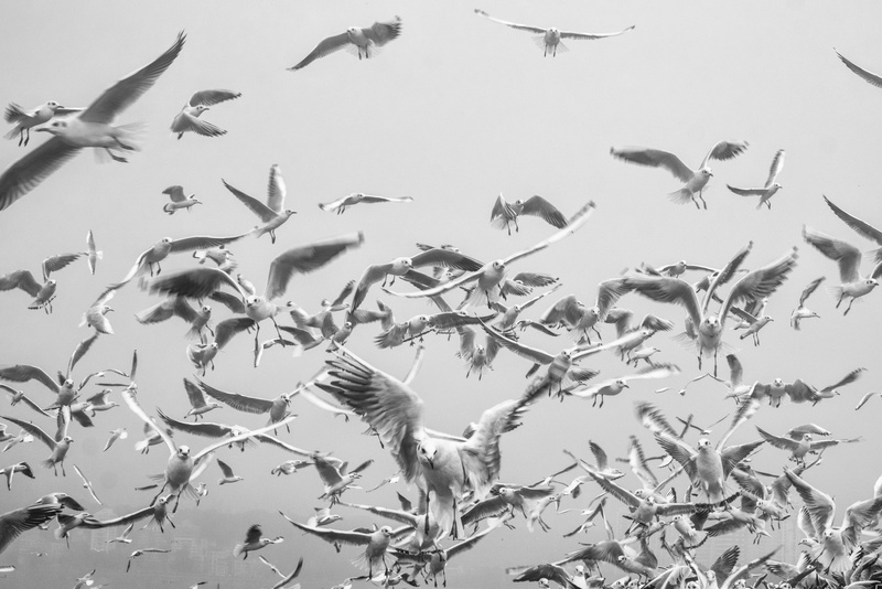 bird, sea, spread wings, vertebrate, sky, seagull, beauty in nature, animal wing, fly, school of fish, animal, flock of birds, low angle view, animal wildlife
