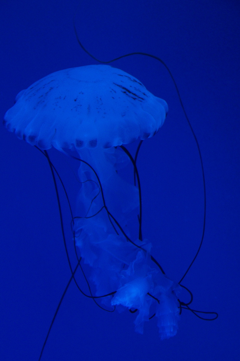 swim, filigree, swimming, nettles, tender, meeresbewohner, blue background, tentacle, aquatic animal, fluoresce, bright, animals in the wild, translucent