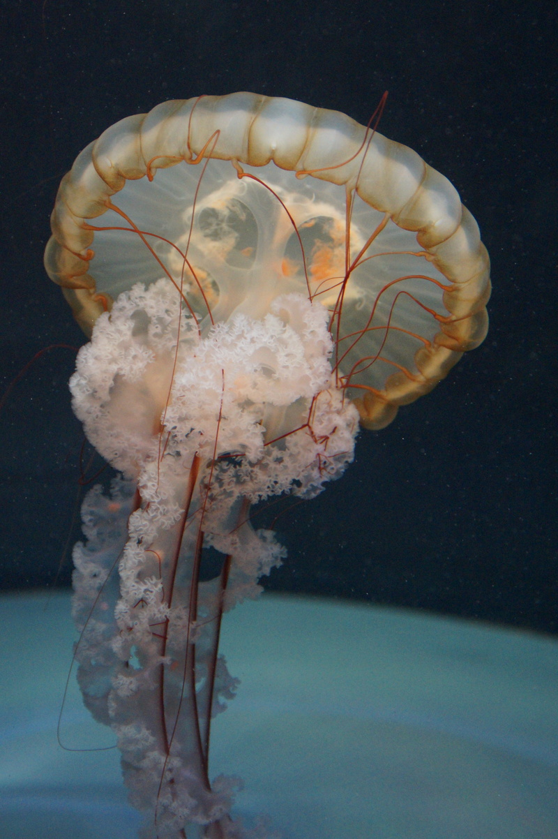 drive, underwater, aquatic animal, float, animal wildlife, dangerous, black background, indoors, jellyfish, nettles, swim, sea animal, animals in the wild