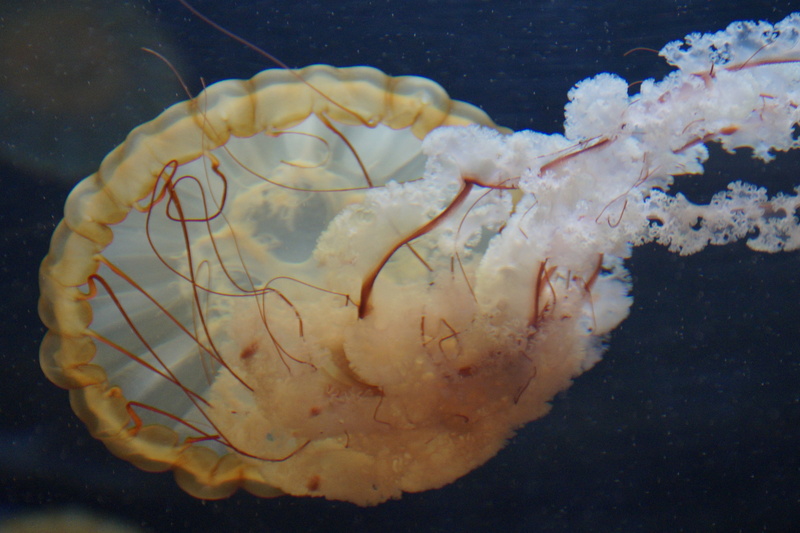 one animal, mollusk, fine, creature, marine, water, swim, meeresbewohner, animals in the wild, jellyfish, close-up, nettles, aquatic animal, fluorescent