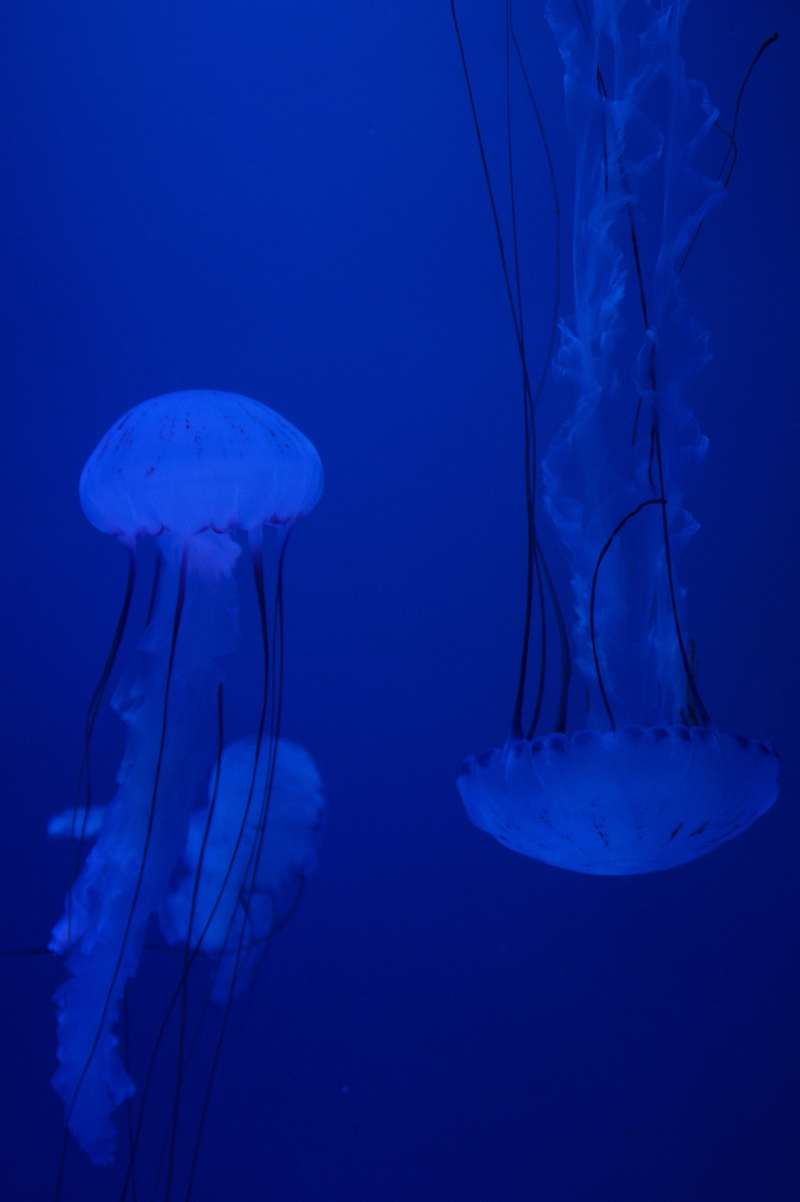 underwater world, swim, undersea, group of animals, animal themes, ocean, fluoresce, floating on water, filigree, aquatic animal, Fluorescent, sea life