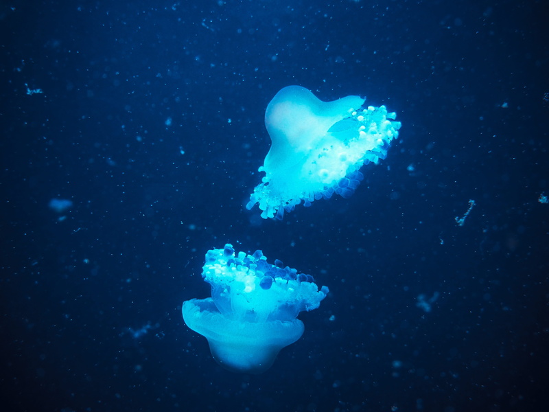 beauty in nature, shine through, float, marine life, close, swim, outdoors, bright, wabbelig, nature, marine, Jellyfish, 4K, transparent, animals in the wild