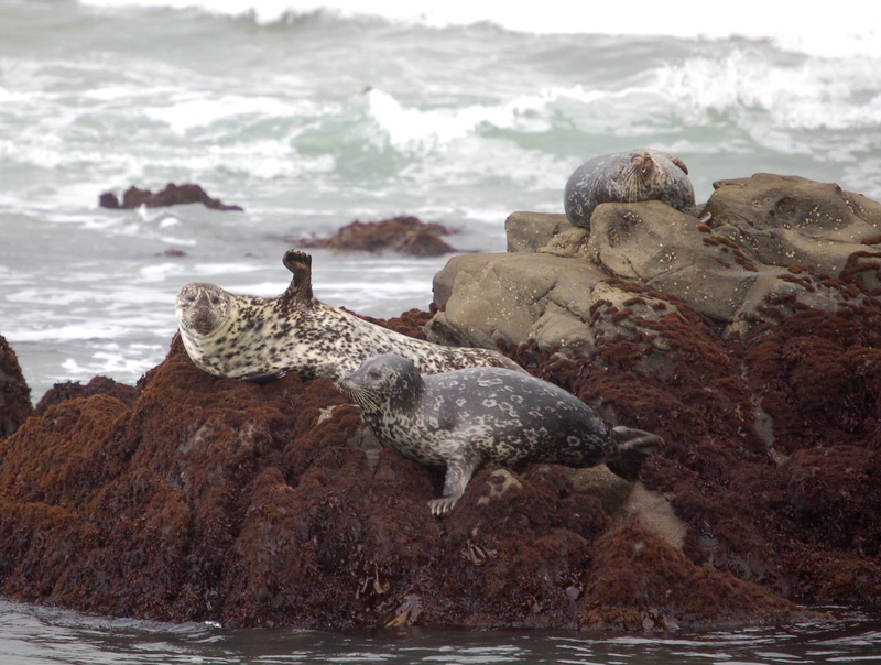 animal themes, rock - object, reptile, land, 1080P, day, sea, marine life, marine, fist, united states, focus on foreground, wildlife, rocks, seals, beach