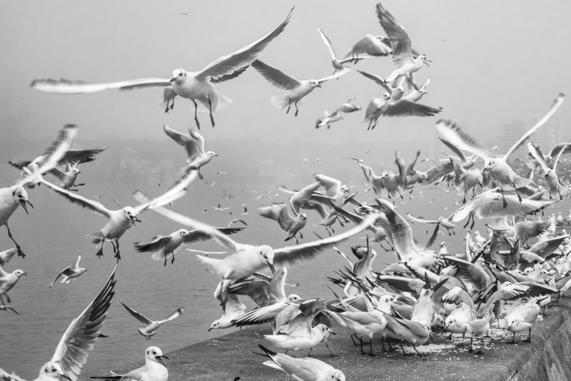 animal, aviate, motion, large group of animals, flapping, flock of birds, spread wings, animal wildlife, vertebrate, flying, animals in the wild, fly, animal themes