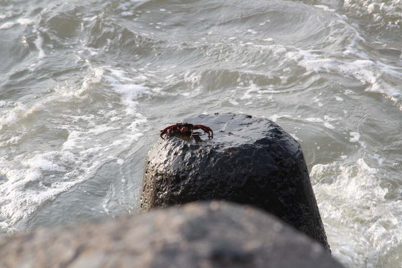 motion, day, high angle view, no people, maharashtra, beauty in nature, mumbai, sunlight, outdoors, sea, beach, india, nature, one animal, animals in the wild