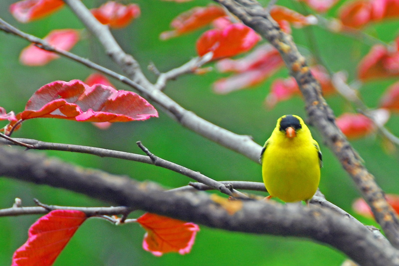 goldfinch, Flickr, bird, nature, branch, tree, animal, yellow, wildlife, First, outdoors, green, green bird, 2K, Moulin Rouge, ish, penguin, Quality