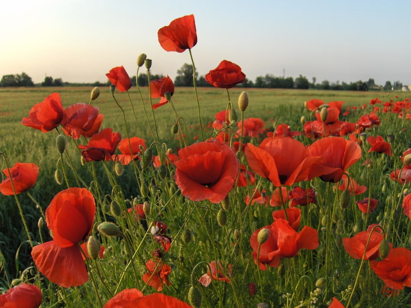 papaveri, 480P, nature, sono, red, hd, mille, poppies, ma, rossi, flowers, art