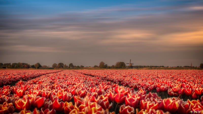Tulip, spring, field, plantation, flowers, red, 4K, wind, tulips, Holland, mill