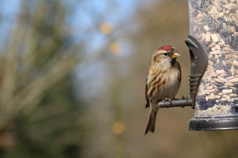 perched, animal themes, feeding, full length, animal, no people, redpoll, perching, animals in the wild, sparrow, day, songbird, winter, garden, 5K, one animal