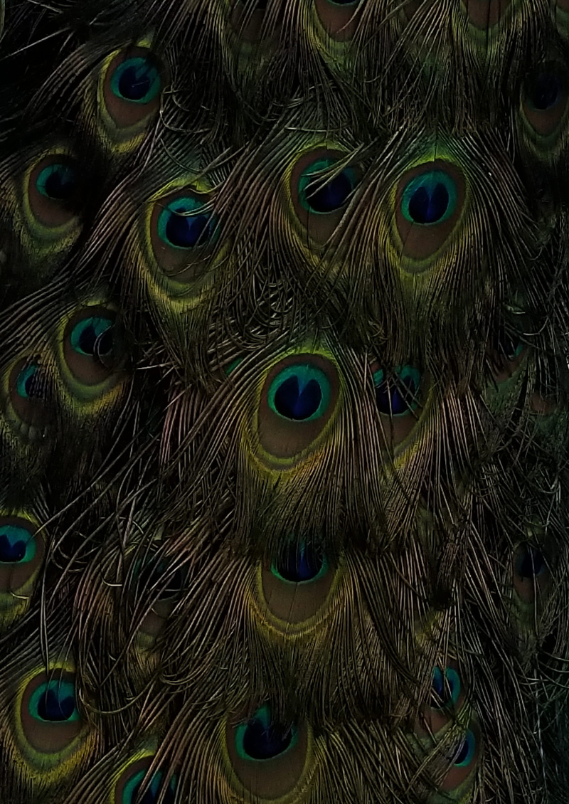 details, softness, vertebrate, creation, animal themes, full frame, nature, bird, natural pattern, canada, green, cat, multi colored, 7077 boulevard newman