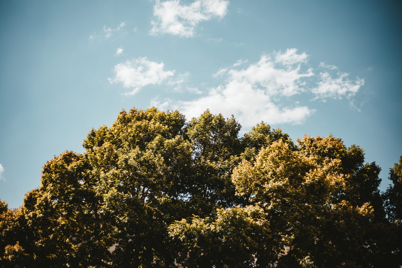  blue, tranquility, cloud - sky, trees, plant, background, iran, day, sky, clouds, idyllic, sunlight, beauty in nature, outdoors, autumn, treetop