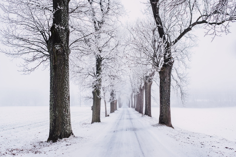 frost, ice, season, bare tree, 5K, landscape, winter landscape, trunk, snowing, scenic, the way forward, direction, woods, cold, frosty, treelined, snowy