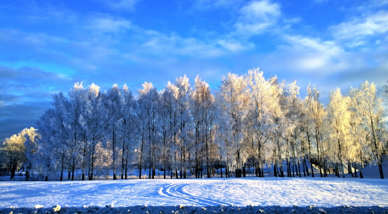north, time of year, sweden, white, snow, rime, beauty in nature, cold temperature, scenics - nature, day, photography, 5K, environment, nature scenes