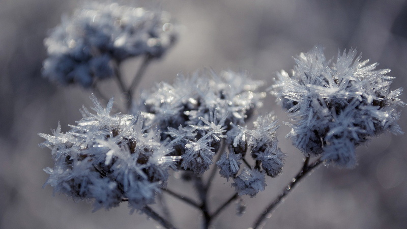 snowing, close-up, forest, clear, january, ice, blizzard, outdoor, pine, scene, tranquility, fragility, winter, flowering plant, flower head