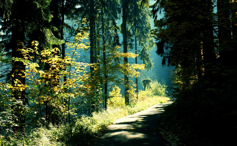 Green, Wood, Photoshop, Action, outdoors, scenics - nature, Leaves, Leaf, the way forward, plant, canonlens, tranquil scene, Czech, moravskoslezsky, footpath