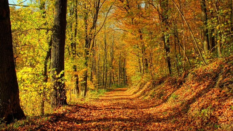 forest, 1080P, park, environment, outdoors, season, wood, outdoor, tree, november, colorful, trees, autumn, natural, oak, leaf, peaceful, pathway, garden