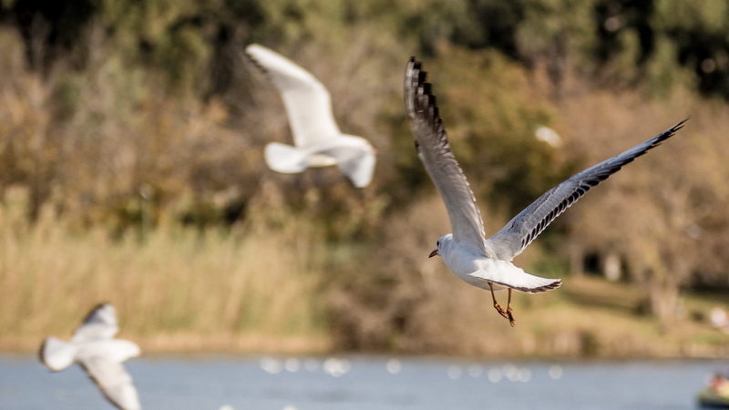 animal themes, tel aviv, airliner, animal, focus on foreground, food, israel, bird, water, adventure, albatross, vertebrate, day, white, animal wing, flying
