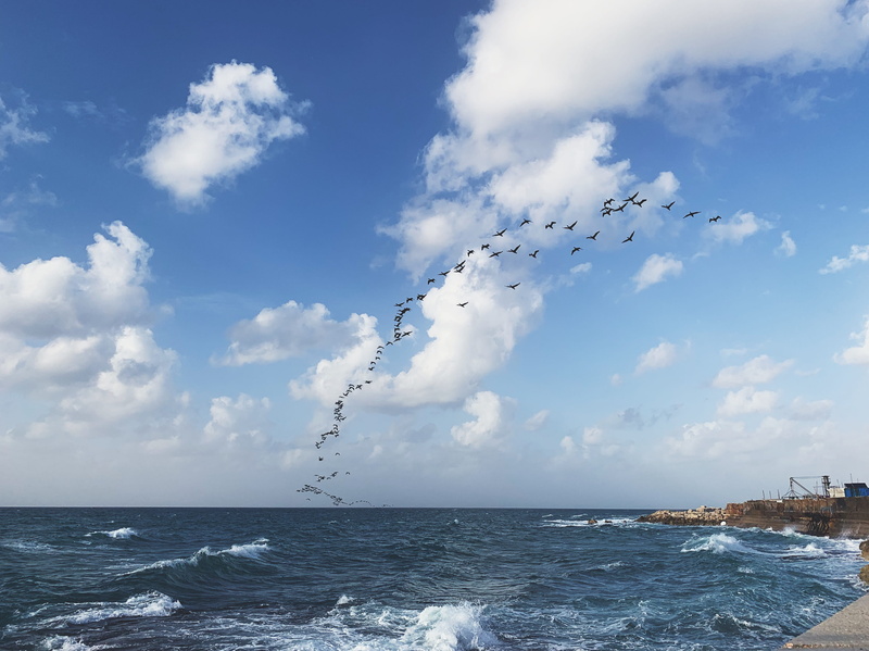 horizon, Nature, 4K, Clouds, idyllic, Sea, Port, TelAviv, flock of birds, water, Jaffa, waterfront, nemal yafo st 46, tranquility, Waves, outdoors, Blue