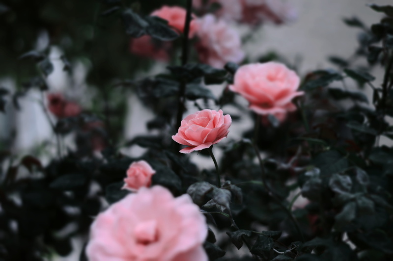 israel, flower head, petal, flowering plant, forest, day, plant, close-up, hipster, green, roses, nature, flower, focus on foreground, trees