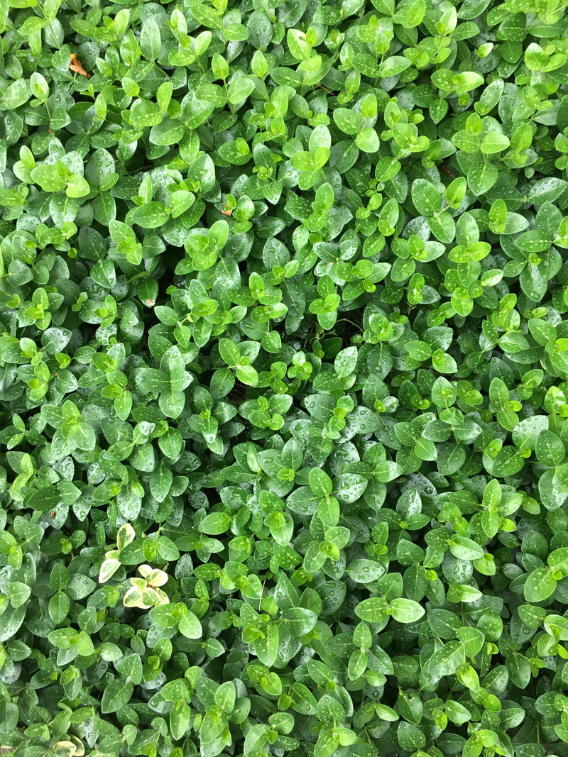 plant, beautiful, clover, skylovers, beauty, leaf, pretty, field, Summer, 4K, green, dusk, land, blue, plant part, vegetable, sunrise, lush foliage, no people
