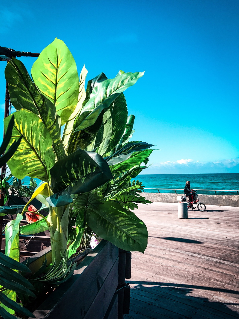 blue, sky, land, scenics - nature, leaf, tel aviv-yafo, shadow, israel, mode of transportation, outdoors, green color, calm, horizon over water, sunlight