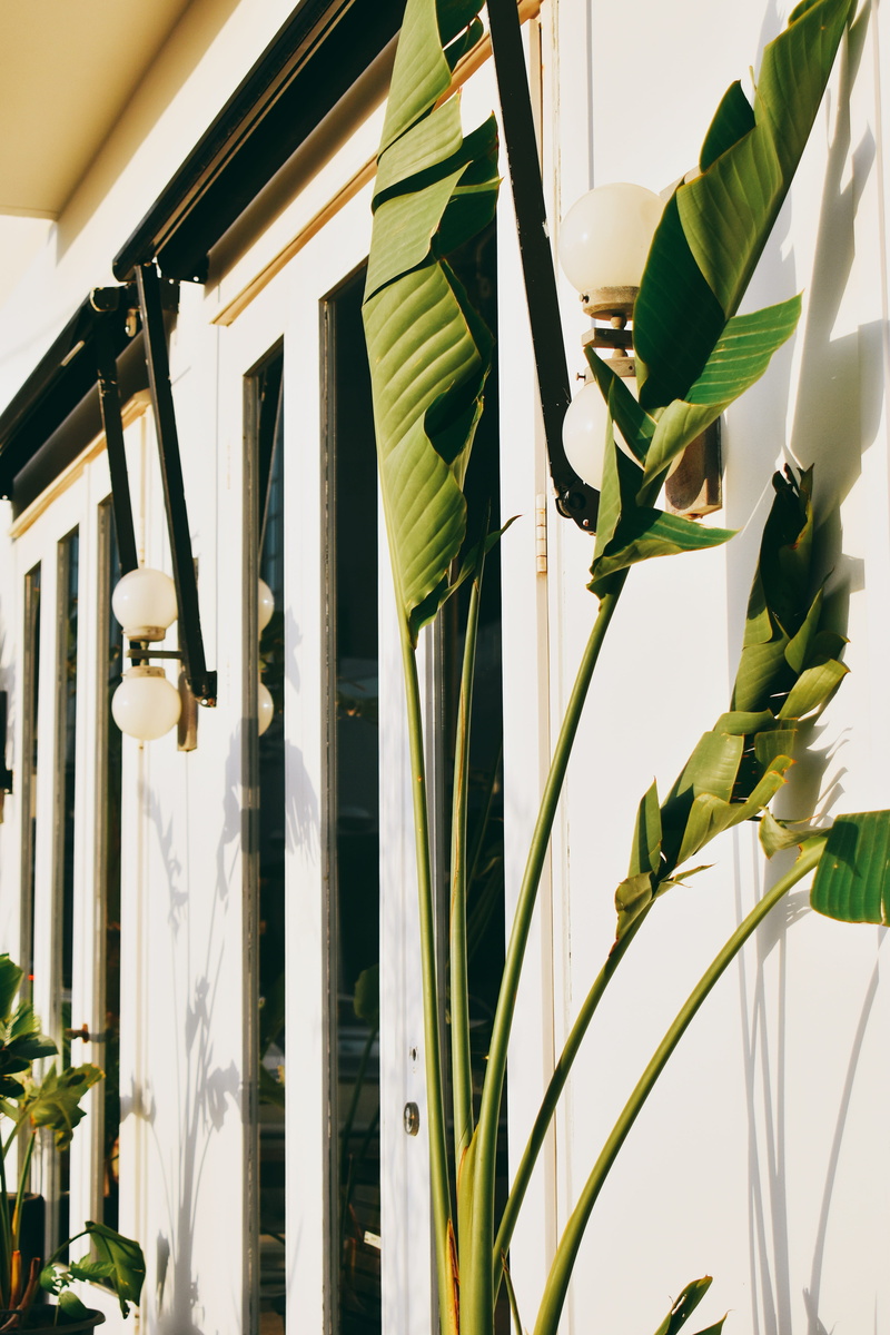 leaf, low angle view, bograshov street, close-up, tel aviv-yafo, architecture, illuminated, electric lamp, plant part, lighting equipment, white color