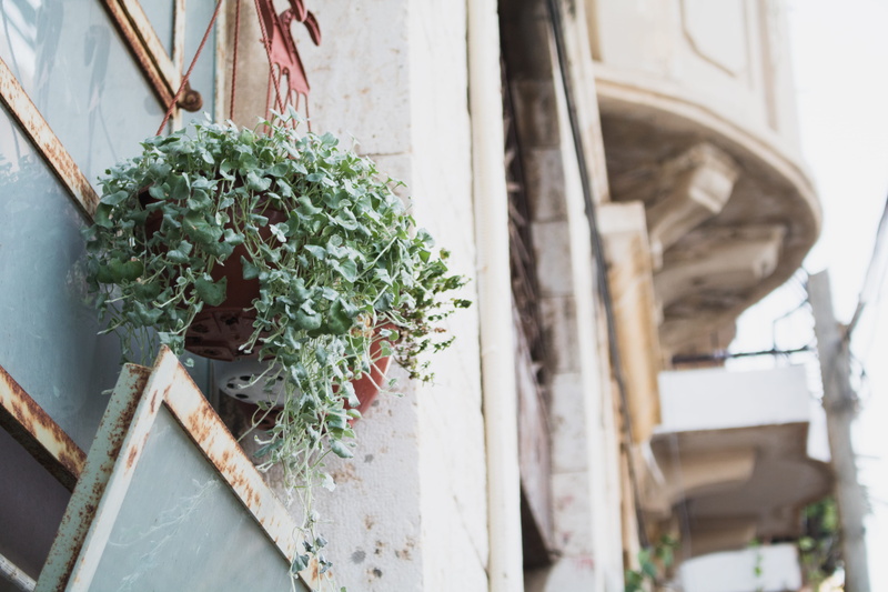street, plant, israel, 5K, tel aviv, focus on foreground, potted plant, nature, beauty in nature, wall, day, green, plant part, hanging, selective focus