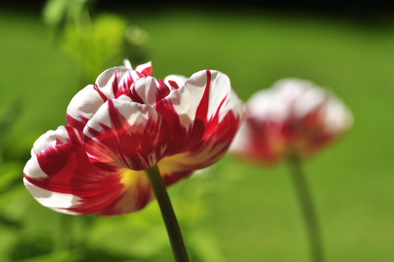 focus on foreground, flower head, gradient, plant, fragility, flowering plant, growth, no people, spring, tulip, green, 4K, carnaval de nice, red, inflorescence