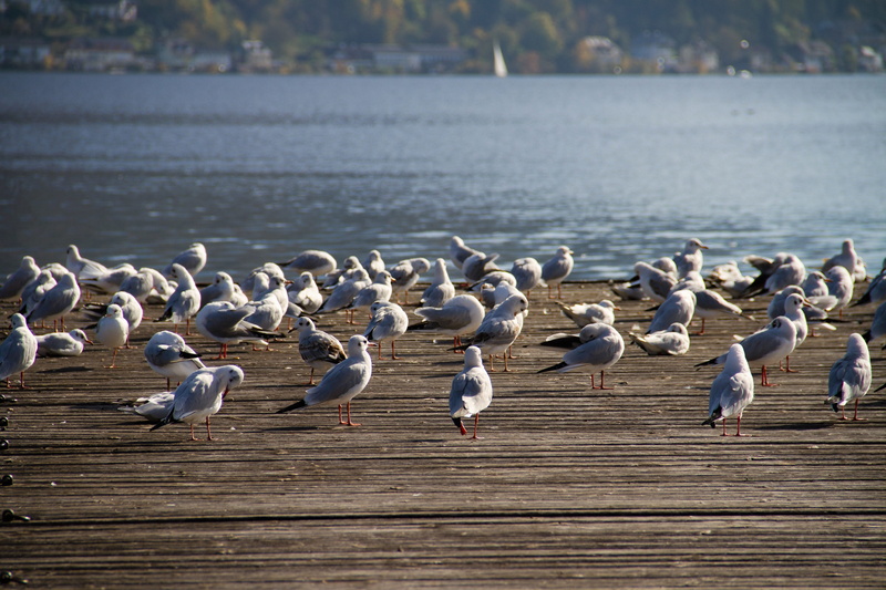 vertebrate, animal themes, wood - material, traunsee, large group of animals, group of animals, lakeside, perching, gray, focus on foreground, near, autumn day