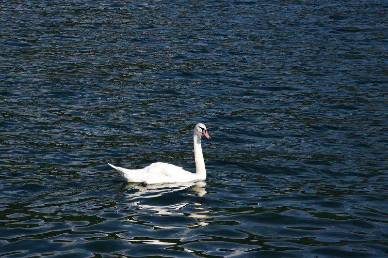 no people, day, animal family, animals in the wild, swimming, cygnet, nature, animal wildlife, mute swan, water, 5K, swan, beauty in nature, vertebrate