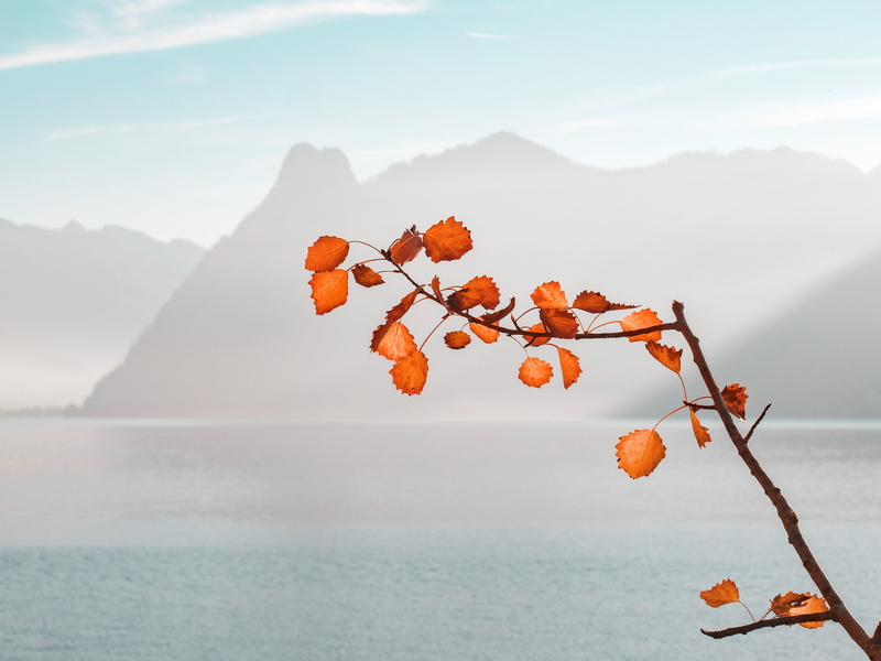 lake, focus on foreground, nature, sunlight, traunsee, leaf, landscape, day, tranquil scene, tree, sea, leaves, no people, idyllic, beauty in nature, sky