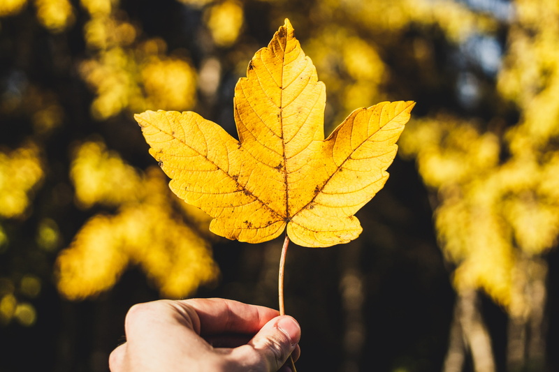 real people, plant part, leaf, autumn, unrecognizable person, leaves, human body part, autumn collection, hand, close-up, focus on foreground, tree, personal perspective