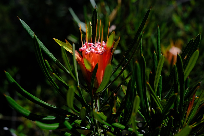 green color, red, bush, day, 5K, close-up, fragility, plant, petal, blossom, water, outdoors, vulnerability, flower head, no people, flower, growth, flowering plant