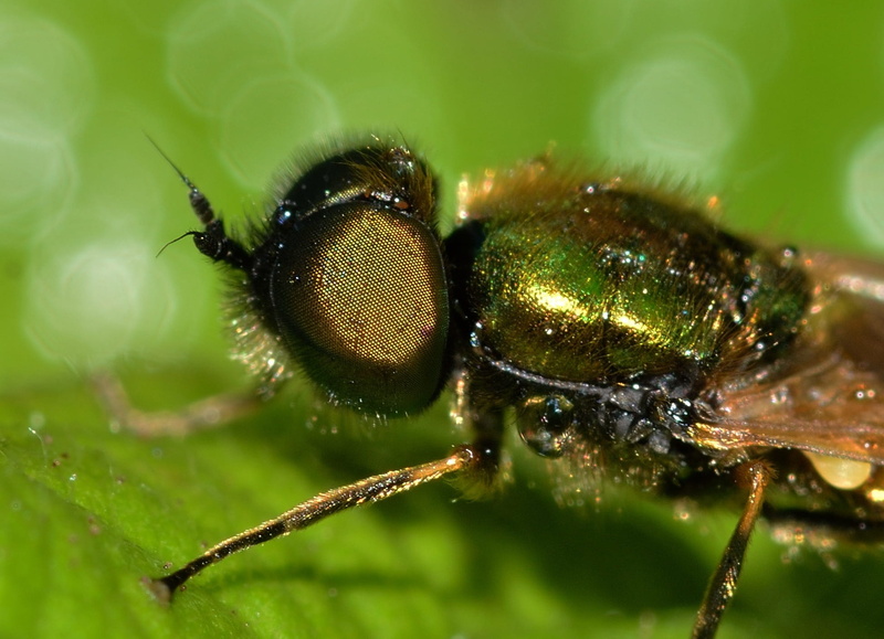 close-up, animals in the wild, invertebrate, leaf, formosa, animal, 1080P, animal head, eye, selective focus, animal wildlife, Insects, animal wing, fly