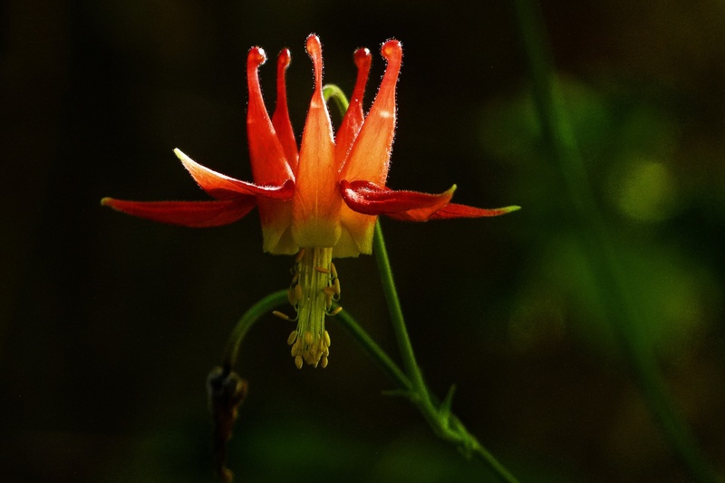 inflorescence, crimson columbine, vulnerability, wild plant, western columbine, sepal, focus on foreground, flower, aquilegia formosa, close-up, growth
