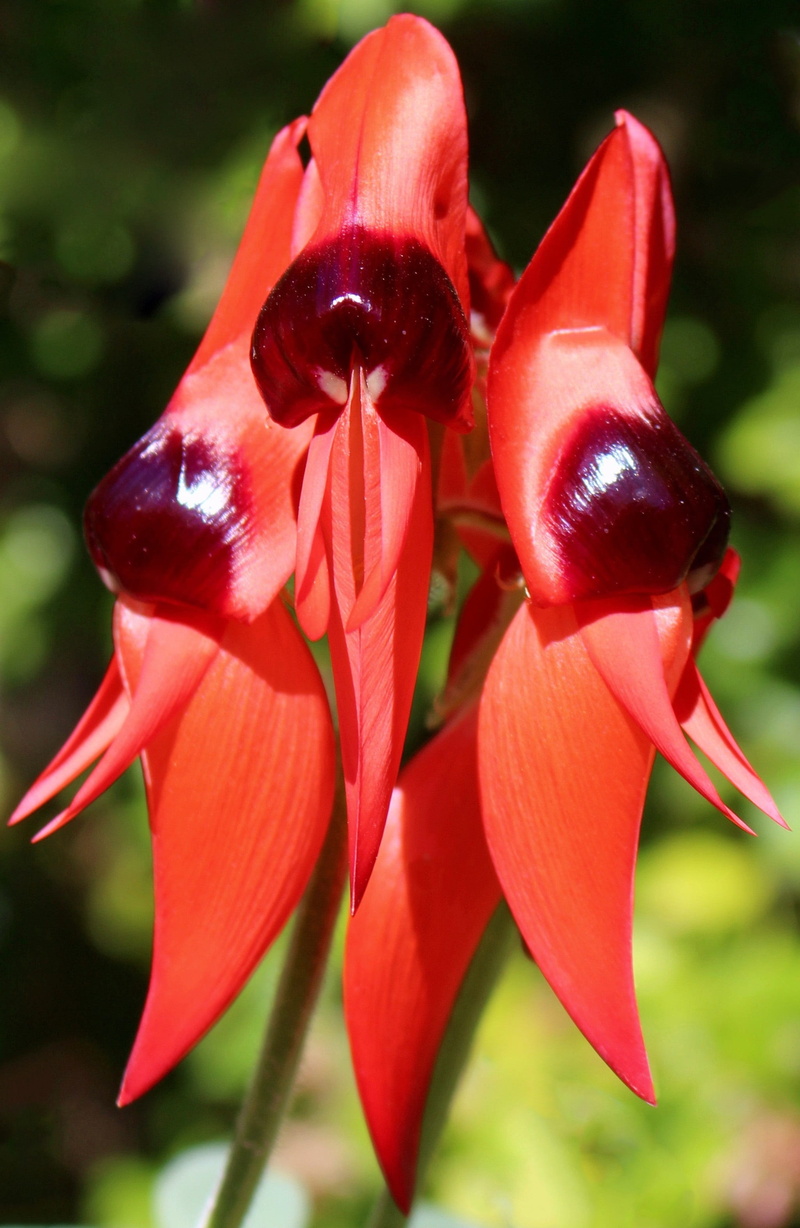 floral emblem, nature, 2K, inflorescence, flower head, swainsona formosa, flower, focus on foreground, botany, beauty in nature, flowering plant, no people