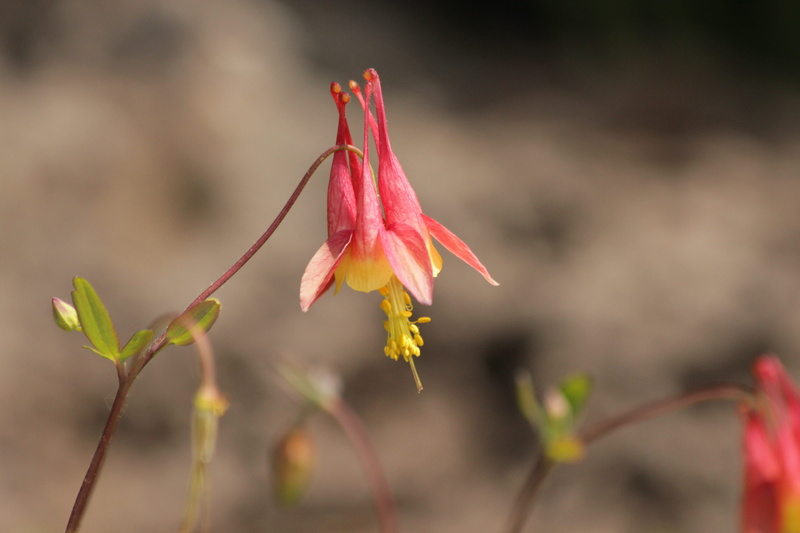 wilted plant, botanica, stamens, petal, pollen, spring, flora, inflorescence, bloom, nature, the catchment area is beautiful, flowering plant, focus on foreground
