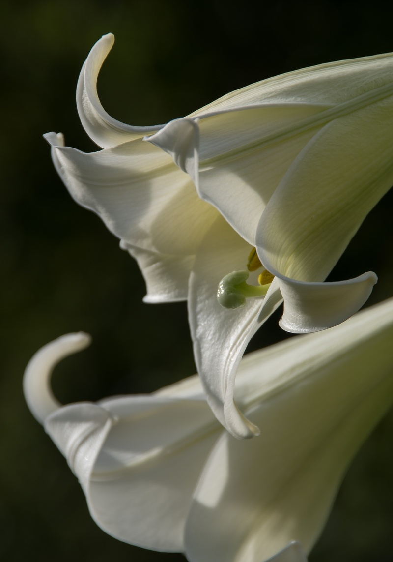 lilium formosanum, black background, flora, focus on foreground, attractive, freshness, selective focus, fragility, petal, australian weed, no people, bloom