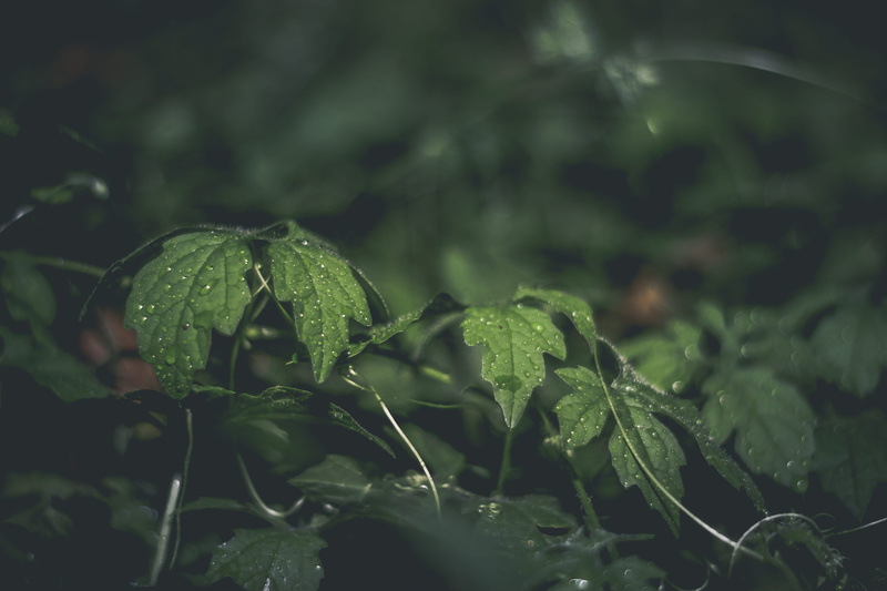 walter, 2K, outdoors, green color, brazil, raindrop, rain, close-up, nature, growth, wet, dew, freshness, tranquility, plant, selective focus, leaves