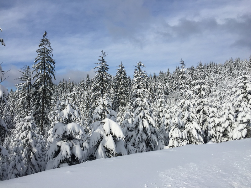 scenics - nature, white color, beauty in nature, snow, landscape, coniferous tree, 2K, day, forest, nature, tranquil scene, environment, wisla, no people