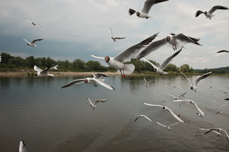 day, waterfront, flock of birds, bird, seagull, 4K, mid-air, spread wings, no people, animal themes, nature, animals in the wild, terns, animal wildlife