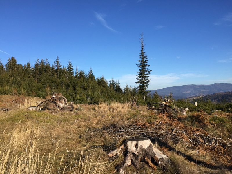 tranquil scene, mountain, 2K, sky, tree, scenics, coniferous tree, growth, nature, land, beauty in nature, landscape, plant, wisla, environment, field