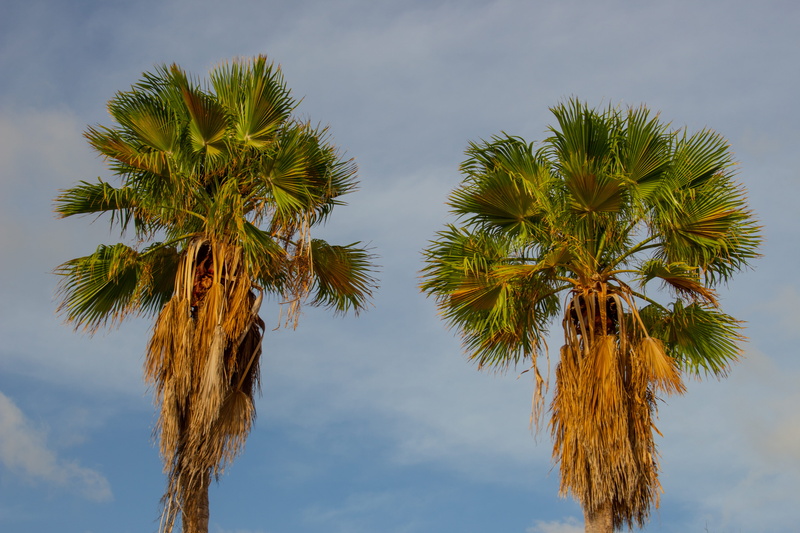 nature, tropical climate, low angle view, sky, trunk, tropical tree, day, no people, tree, palms, tree trunk, sun, tropical, blue, willemstad, growth, green color